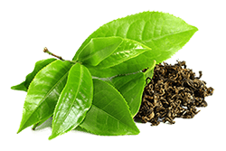 Extracto seco de hoja de té verde
