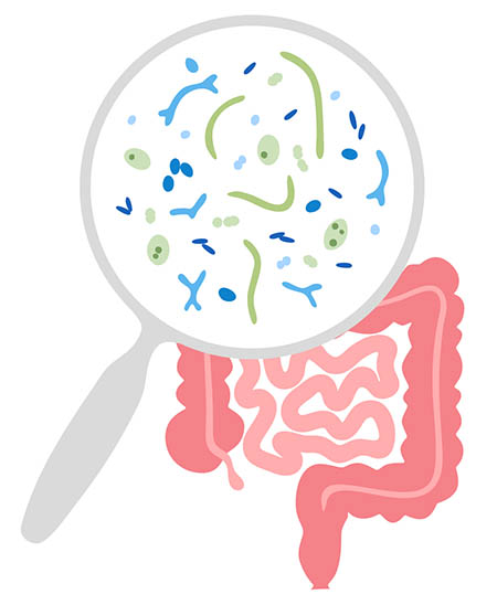 Fortalecen la salud de tu intestino