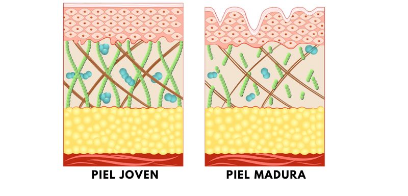 Piel joven - Piel madura